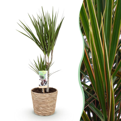 Dracaena Marginata + mand ↕70-80cm - Ø17cm