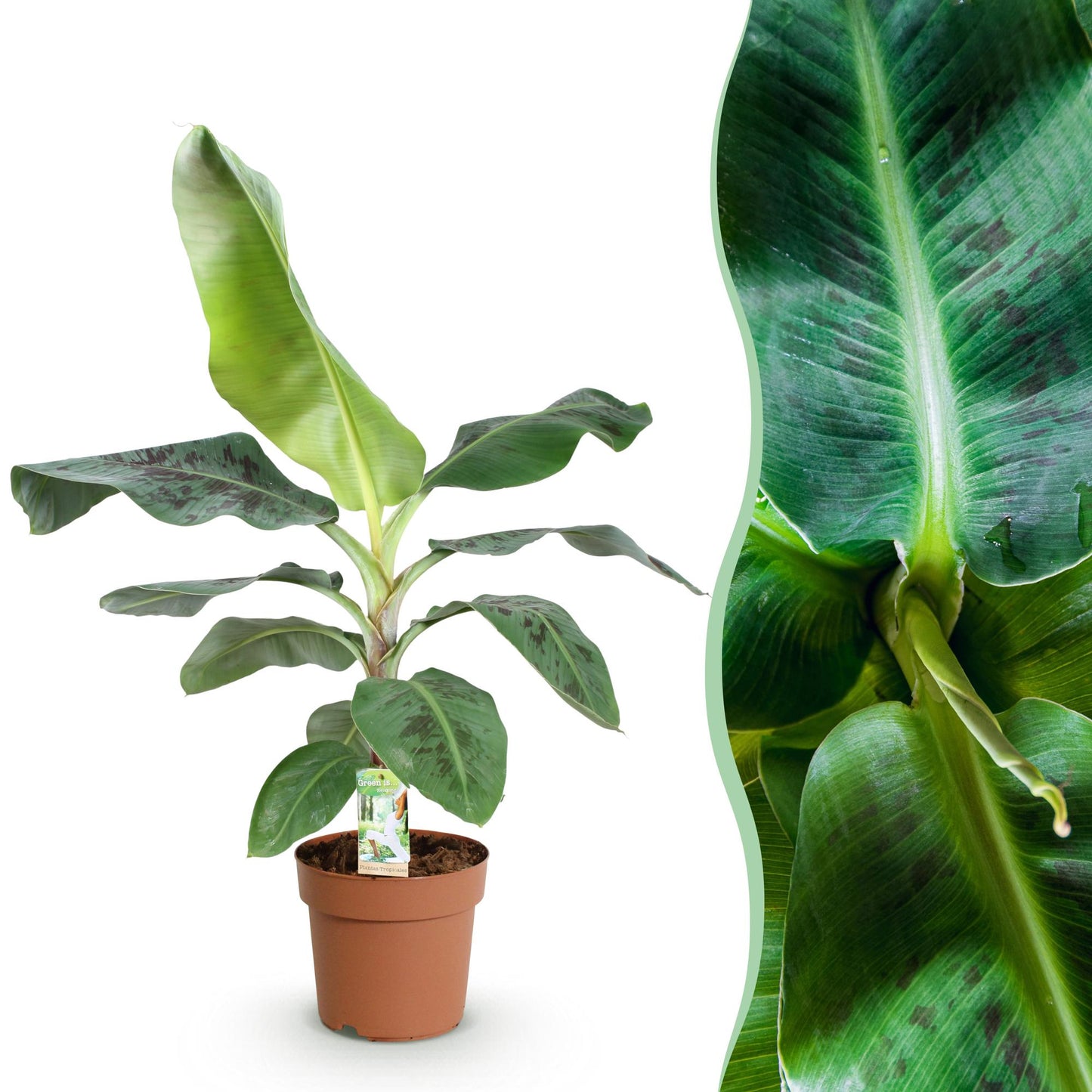 Bananenplant Musa ↕70-75cm - Ø21cm