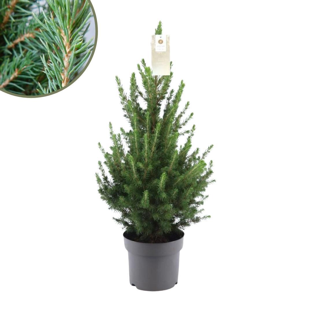 Kleine Kerstboom - Picea glauca Conica