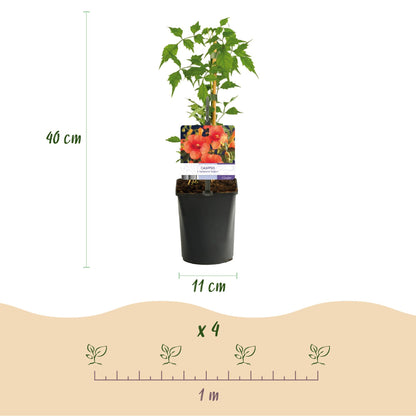 2 x - Campsis radicans Madame Galen - Oranje