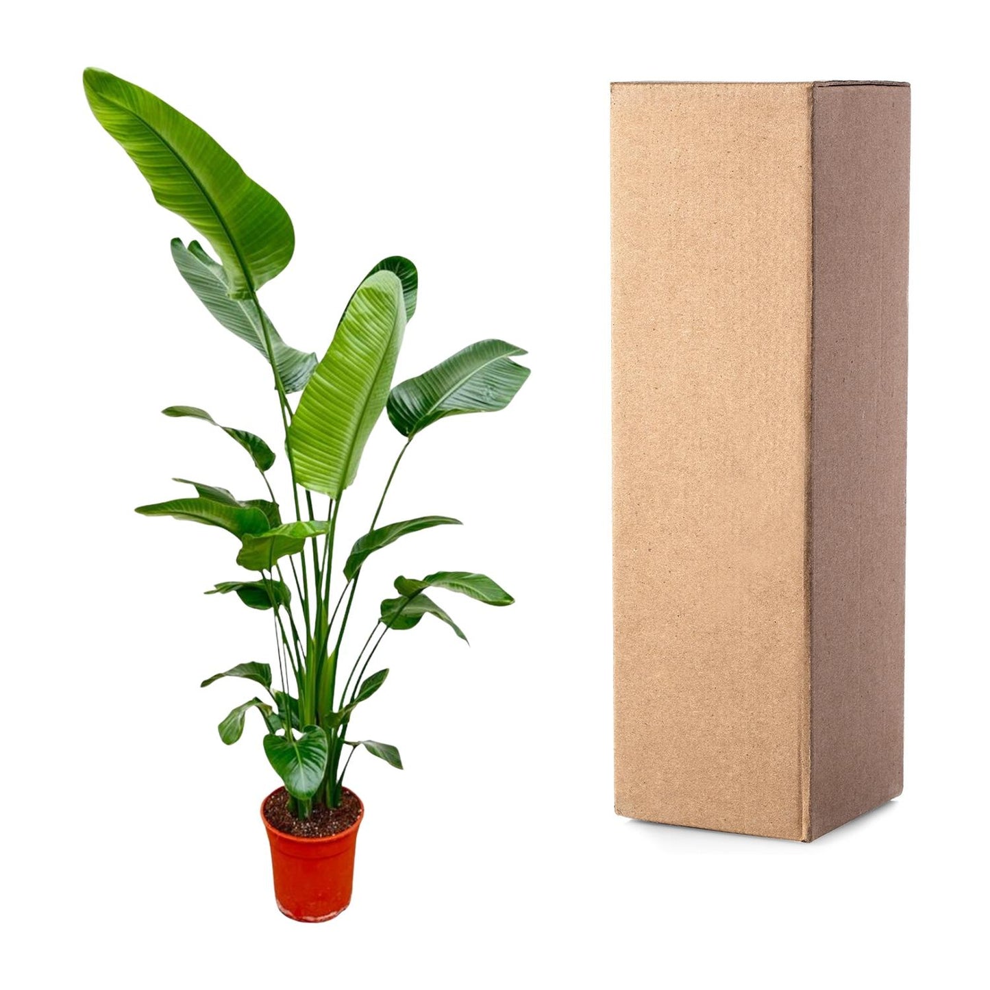 Strelitzia Nicolai - 190 cm - ø27