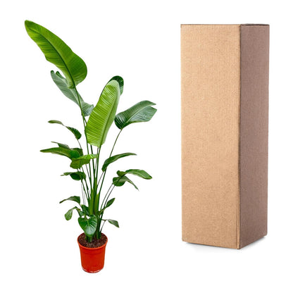 Strelitzia Nicolai - 190 cm - ø27