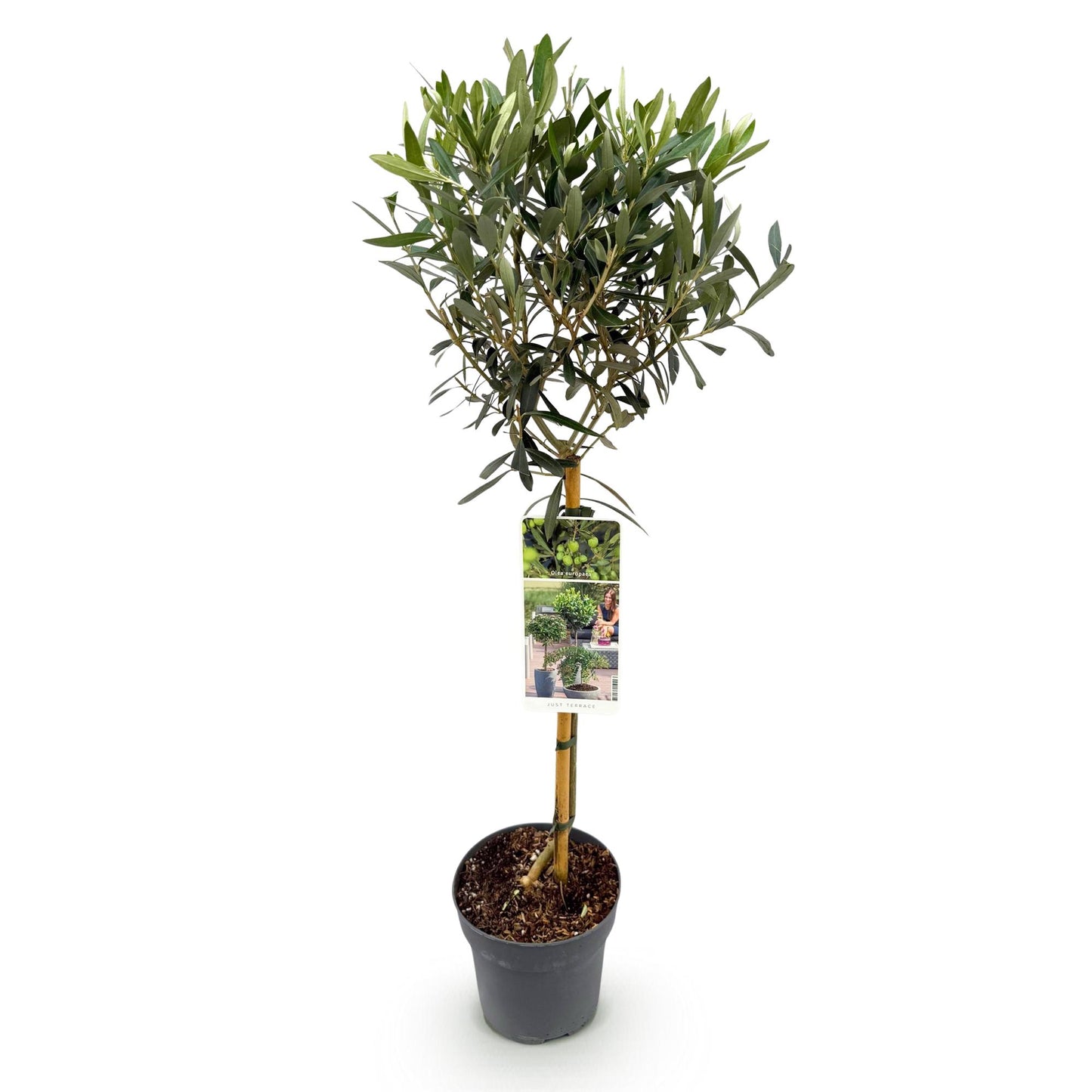 Olea Europaea - Winterhard - pot 19cm Hoogte 90cm
