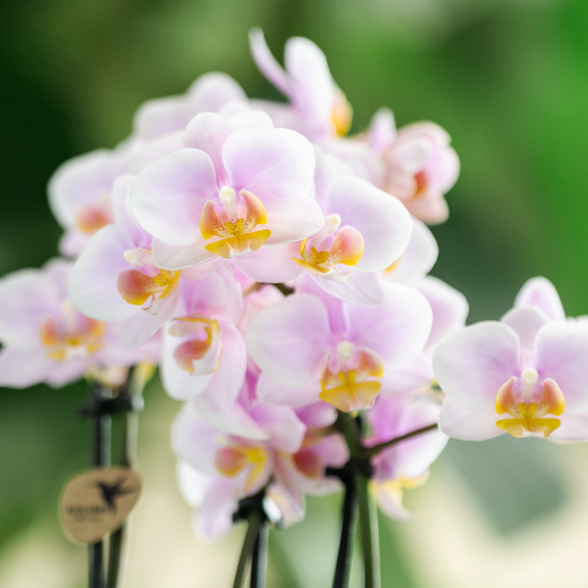 Set van roze orchidee Andorra en Succulent in Tube sierpot Sand