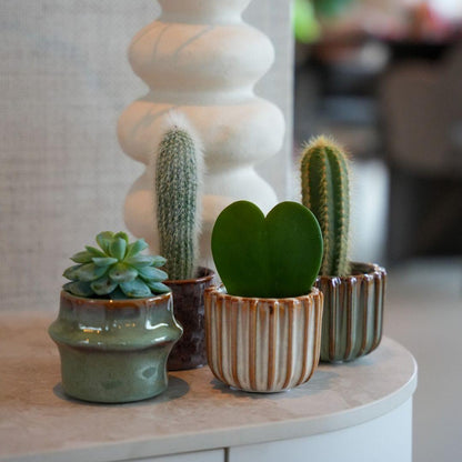 Plant set San Juan + pot - Cactus mix - Ø 6 cm