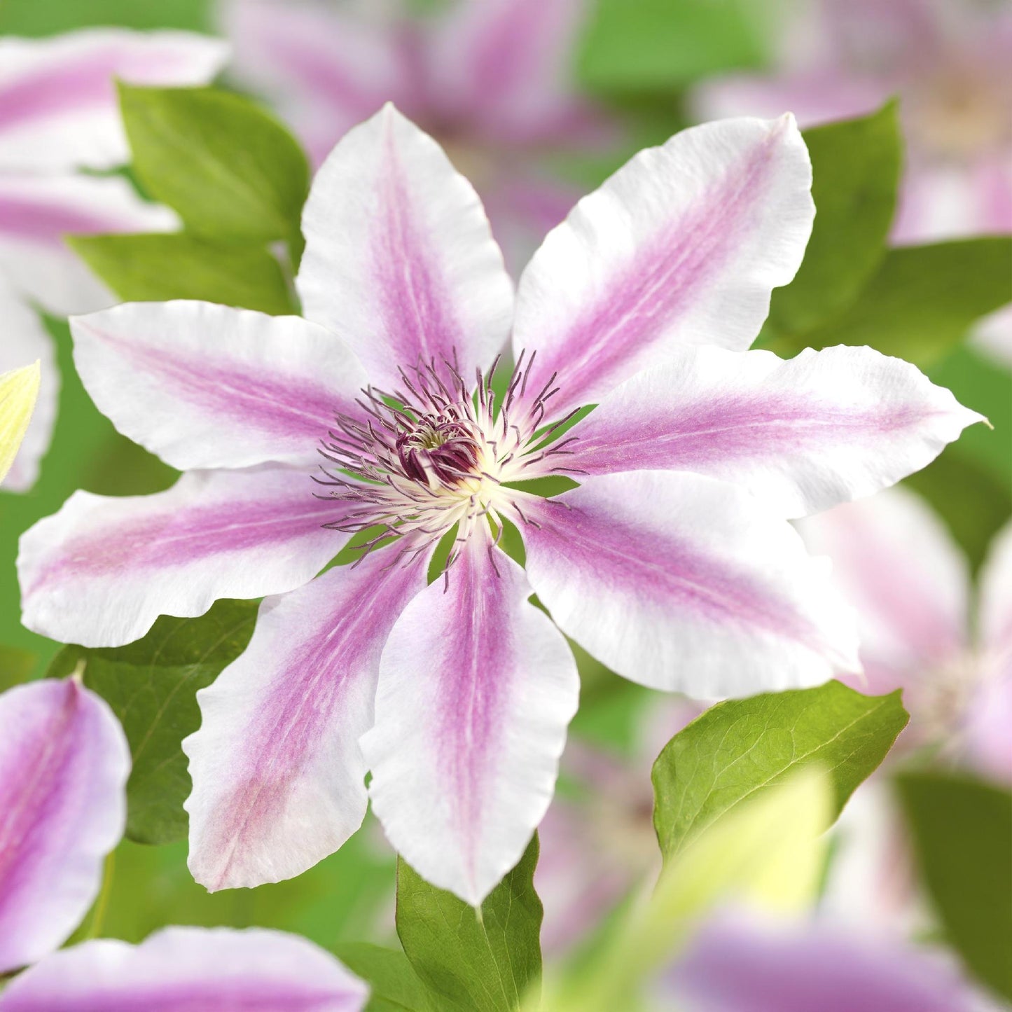 2 x - Clematis Nelly Moser - Bloem Roze