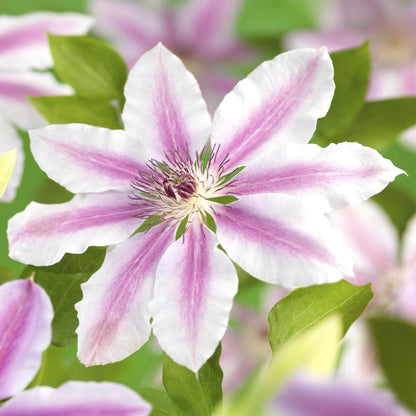 2 x - Clematis Nelly Moser - Bloem Roze