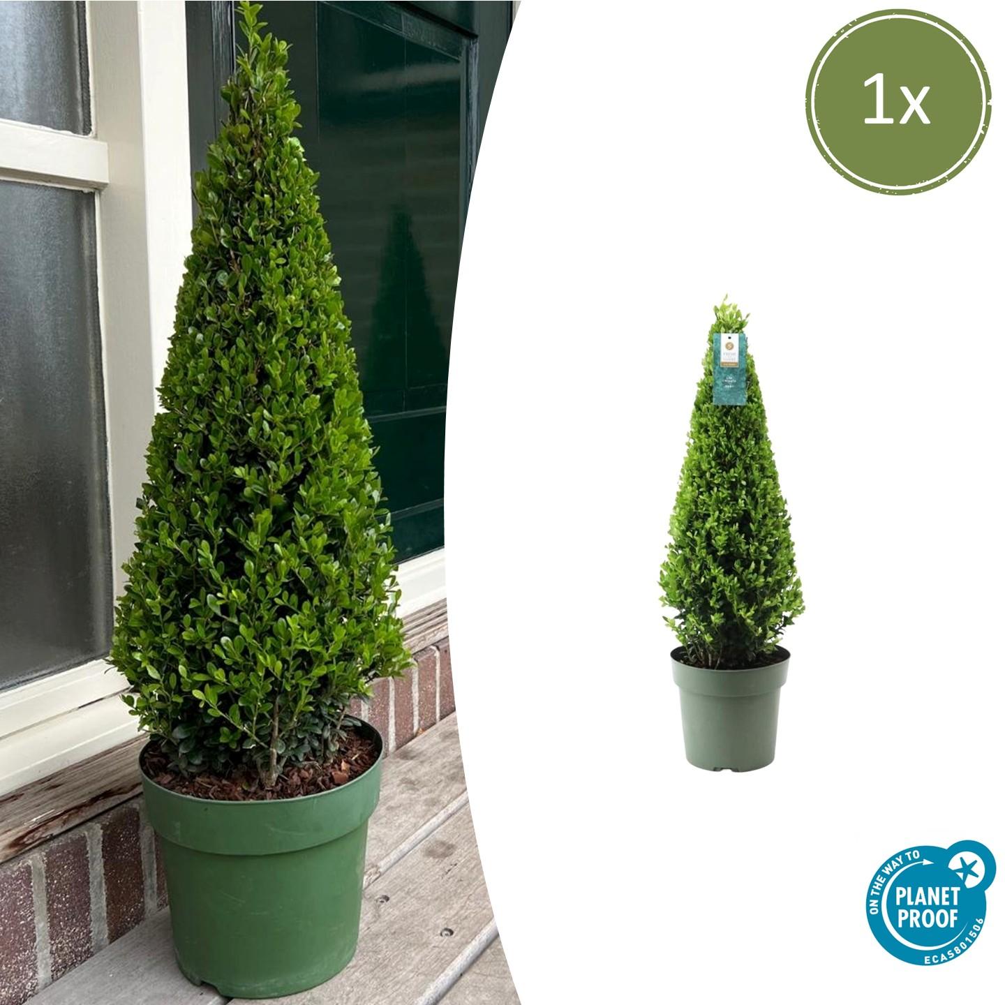 1x Ilex piramide 55 cm hoog |  Ø  21 cm