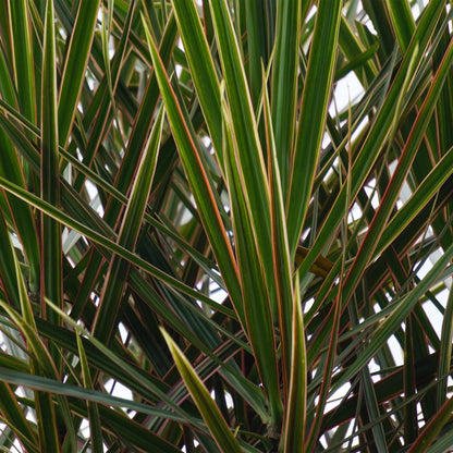 Dracaena Marginata + mand ↕70-80cm - Ø17cm