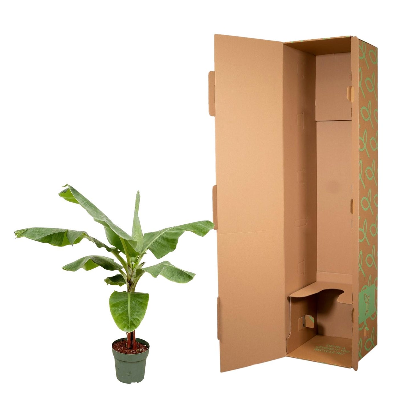 Bananenplant (Musa) - 170cm - Ø30