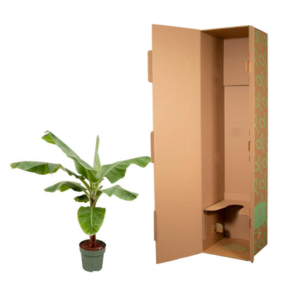 Bananenplant (Musa) - 170cm - Ø30