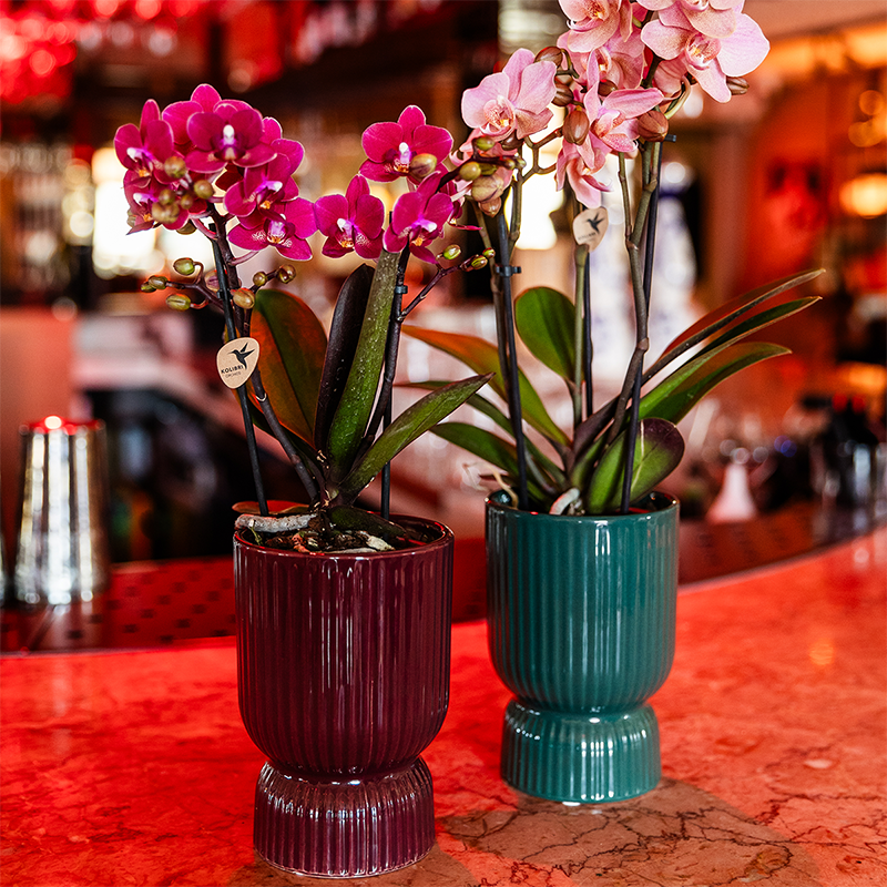 Paarse phalaenopsis orchidee | Chamonix