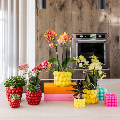 Rode orchidee – Congo + Berry sierpot