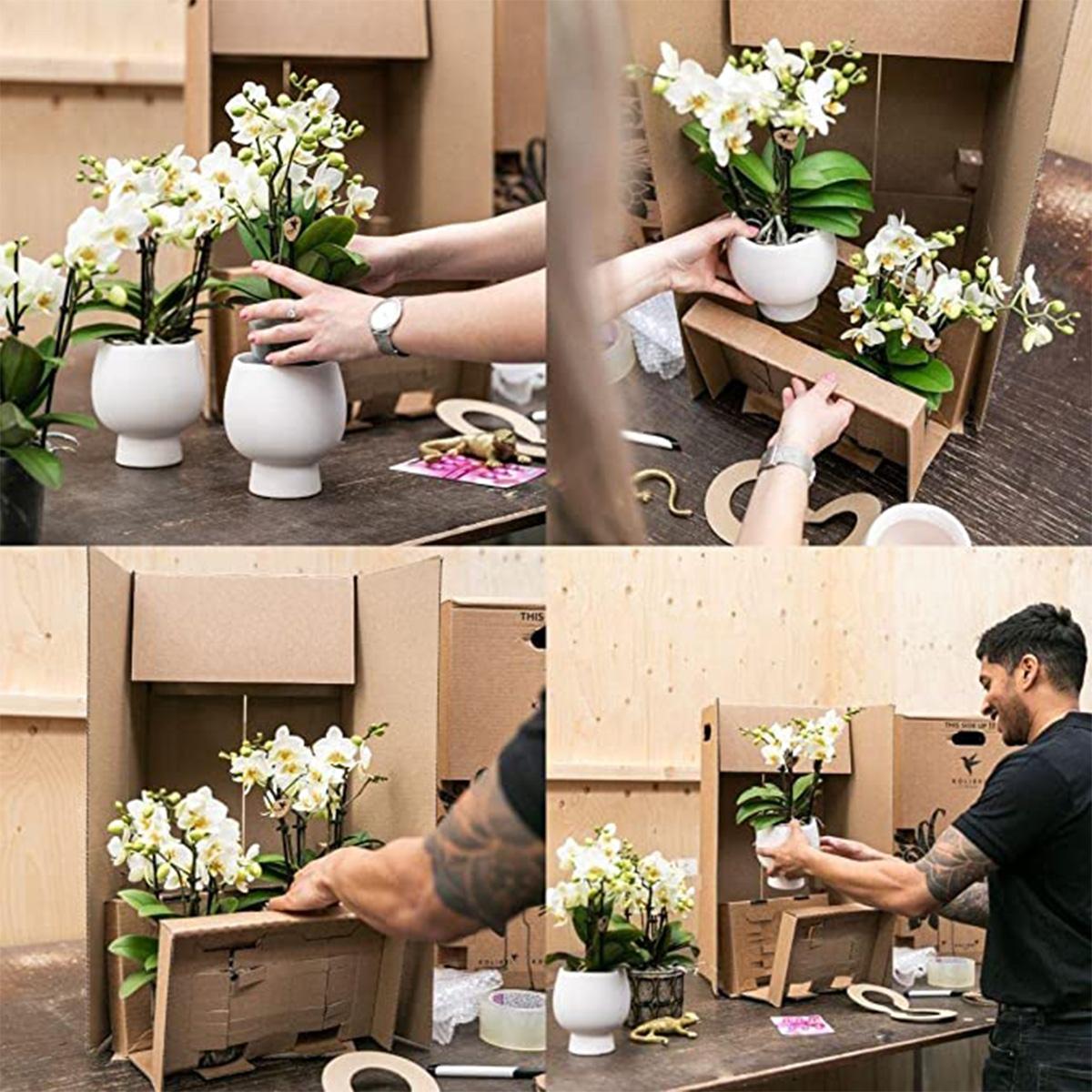 Surprise box mix - verrassingsbox met 4 verschillende orchideeën