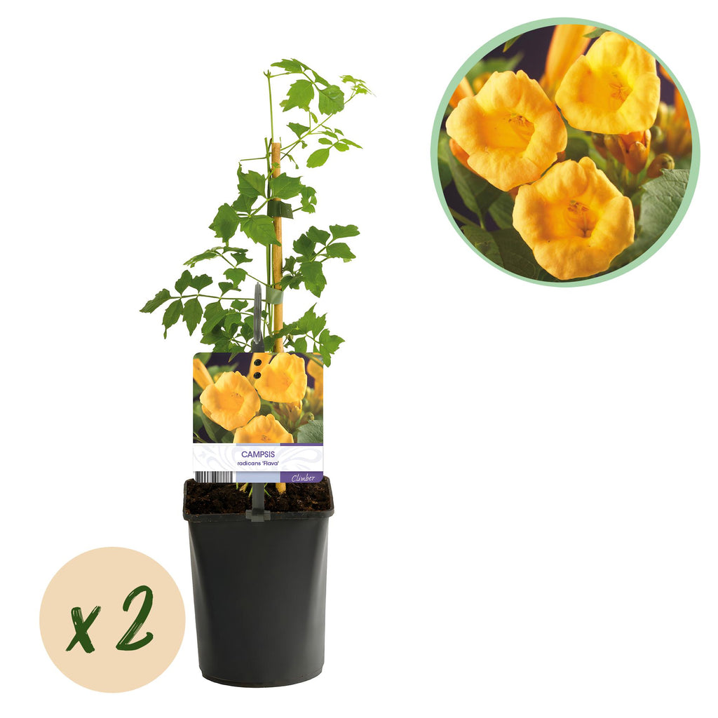 Trompetbloem - Campsis radicans Flave - Bloem Geel