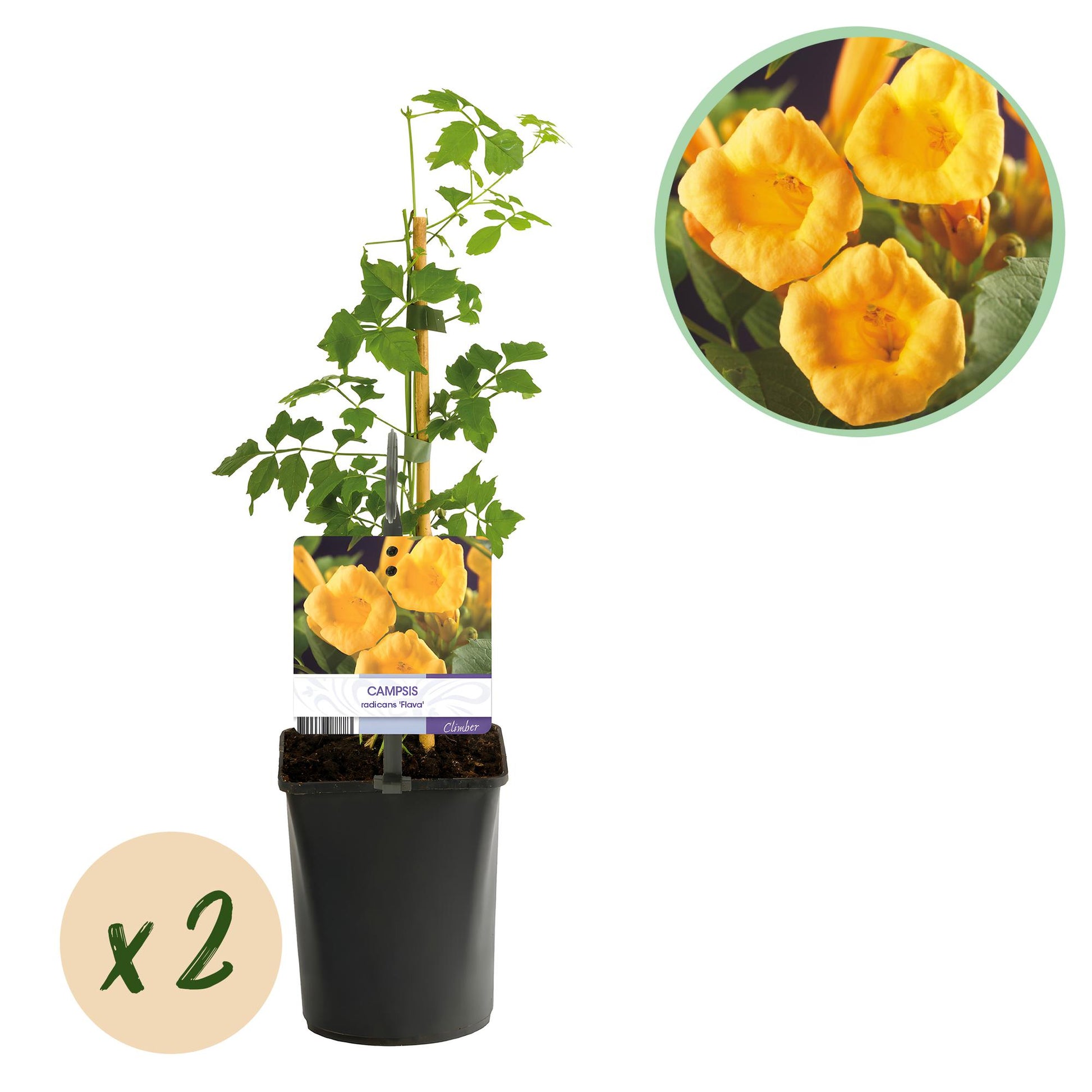 Trompetbloem - Campsis radicans Flave - Bloem Geel