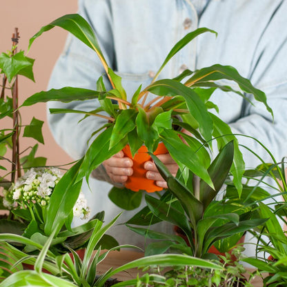 Groene Kneusjesbox (12 stuks) - incl. 12 x mand Sofia