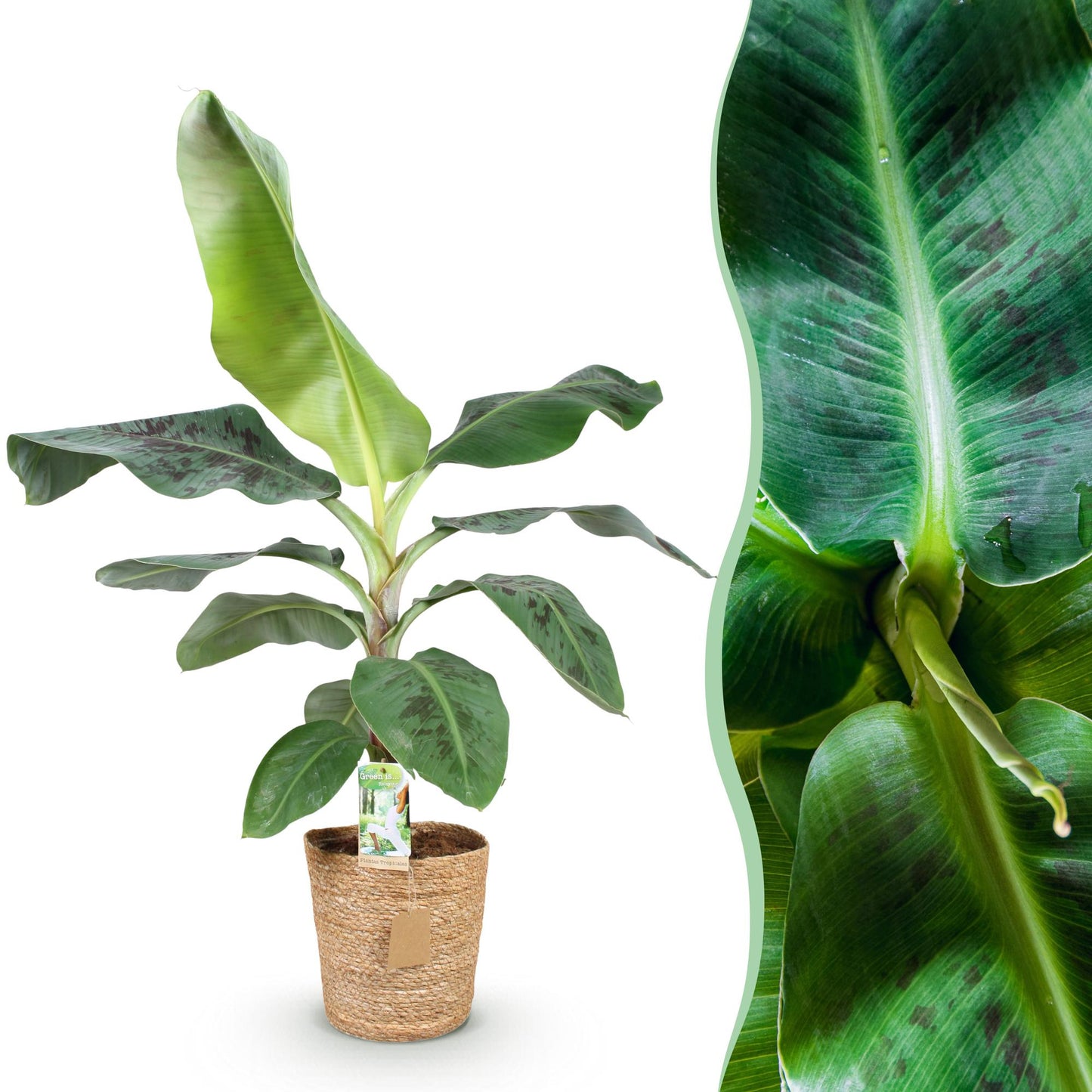Bananenplant Musa + met mand ↕70-75cm - Ø21cm