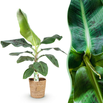 Bananenplant Musa + met mand ↕70-75cm - Ø21cm