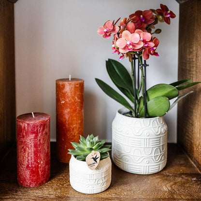 Oranje orchidee Bolzano + Hieroglyph sierpot off white