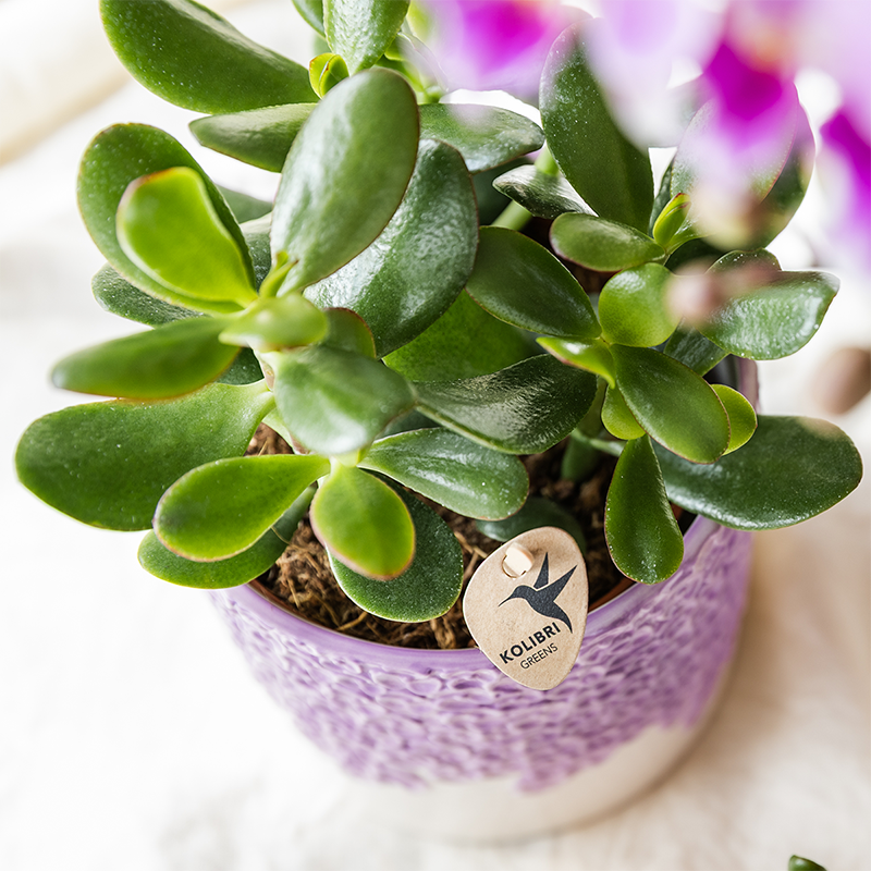 Plantenset Bloom Purple