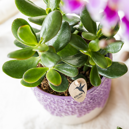 Plantenset Bloom Purple