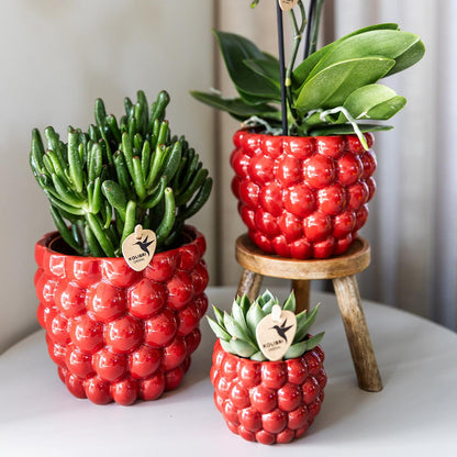 Rode orchidee – Congo + Berry sierpot