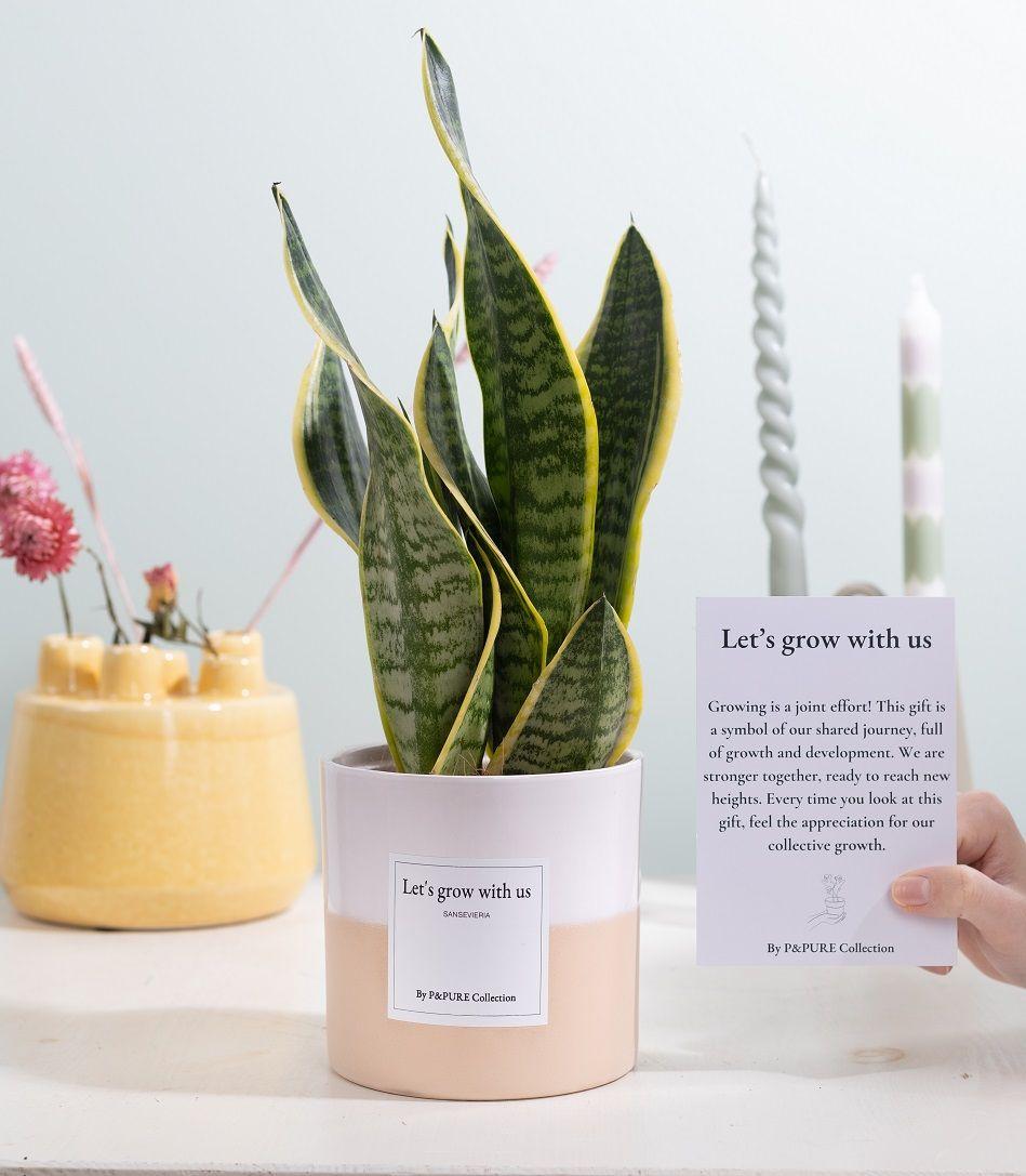Sansevieria Gift "Let's Grow With Us"