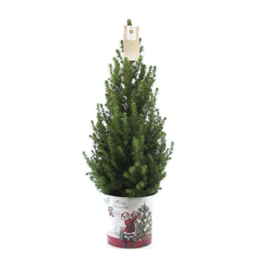 Kleine Kerstboom in sierpot - Standalone