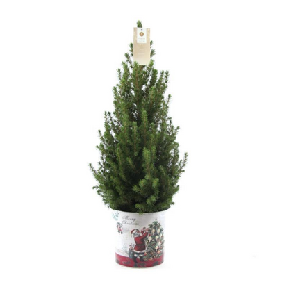 Kleine Kerstboom in sierpot - Standalone