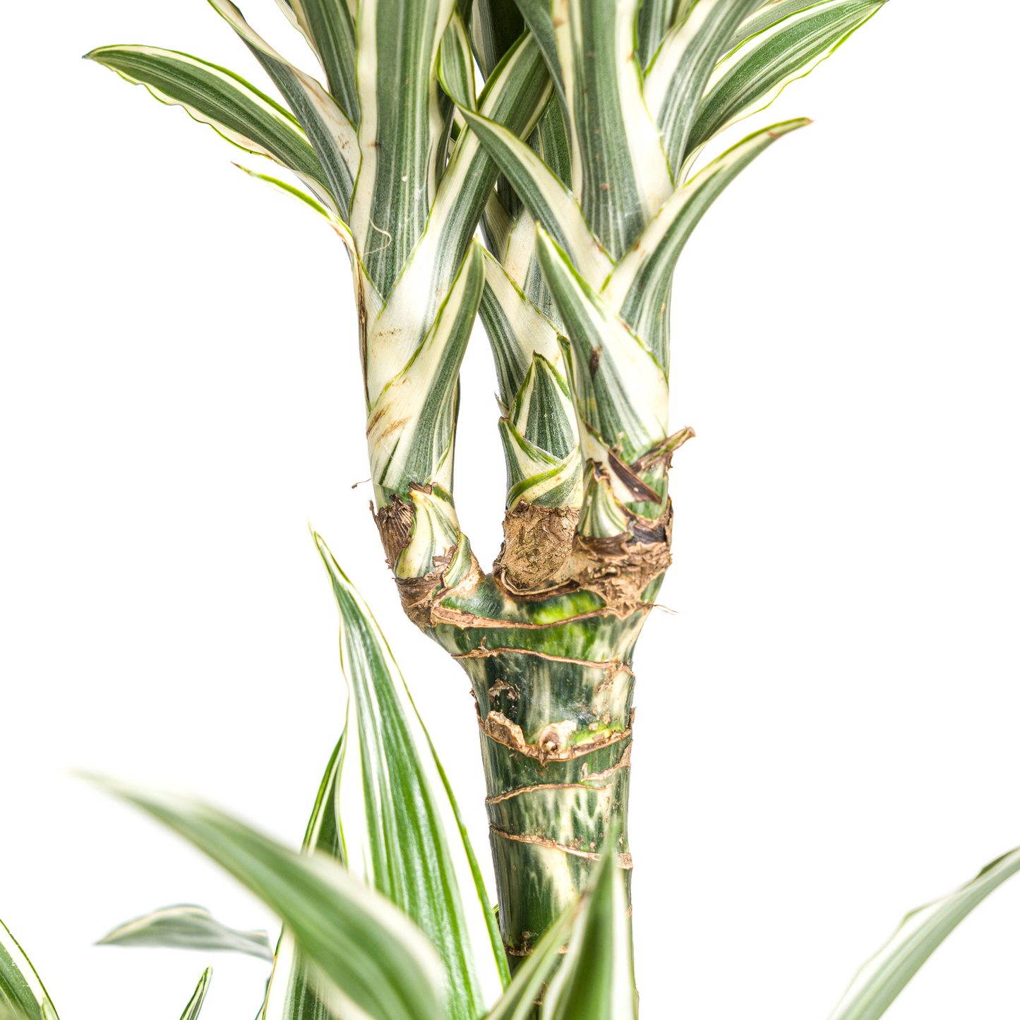 Dracaena Deremensis White Stripe + mand Ø24cm - ↕130 - 150cm