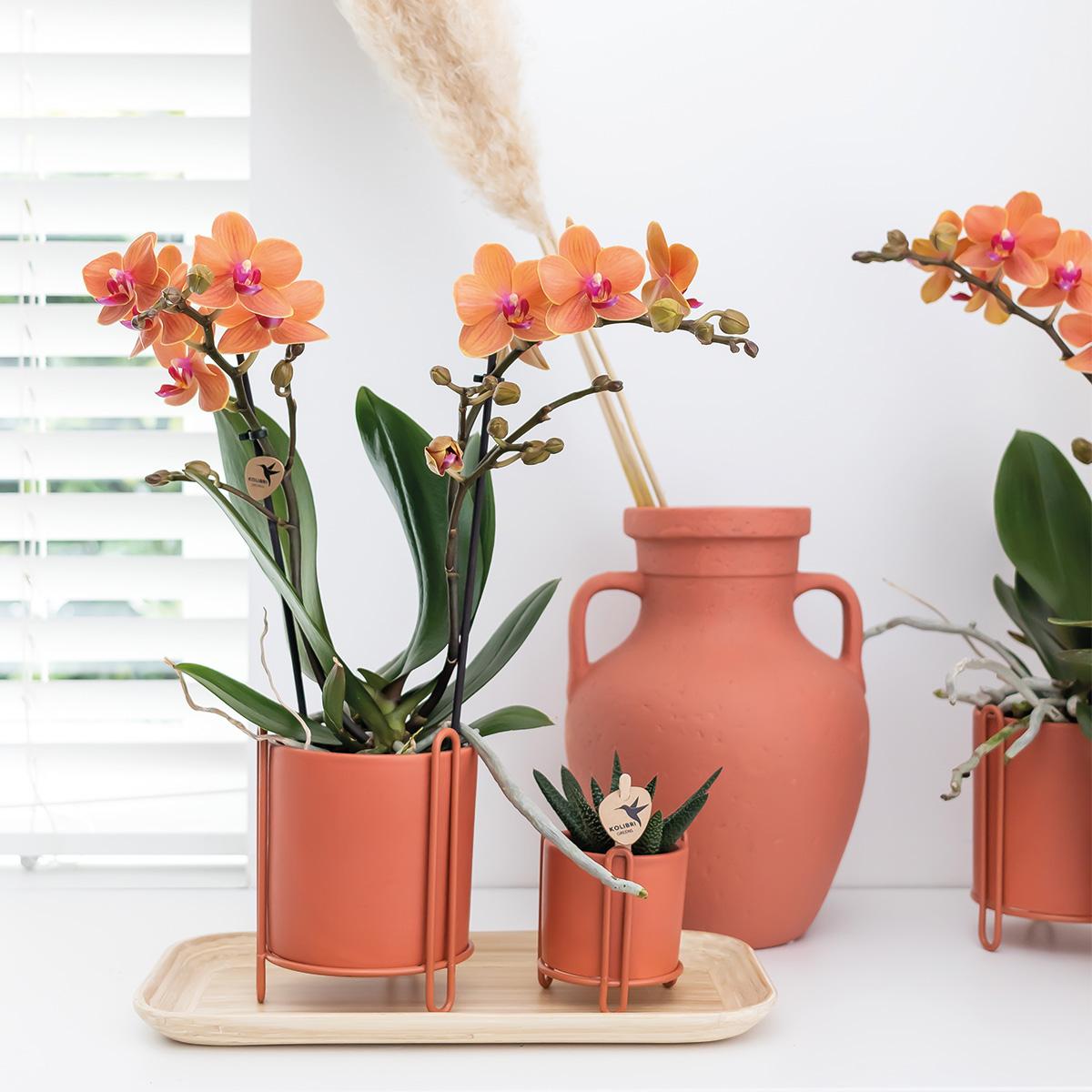 Oranje orchidee - Mineral Bolzano