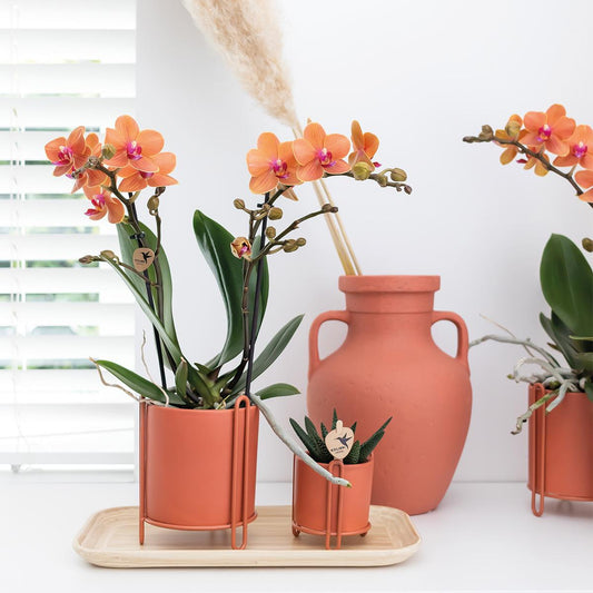 Oranje orchidee - Mineral Bolzano