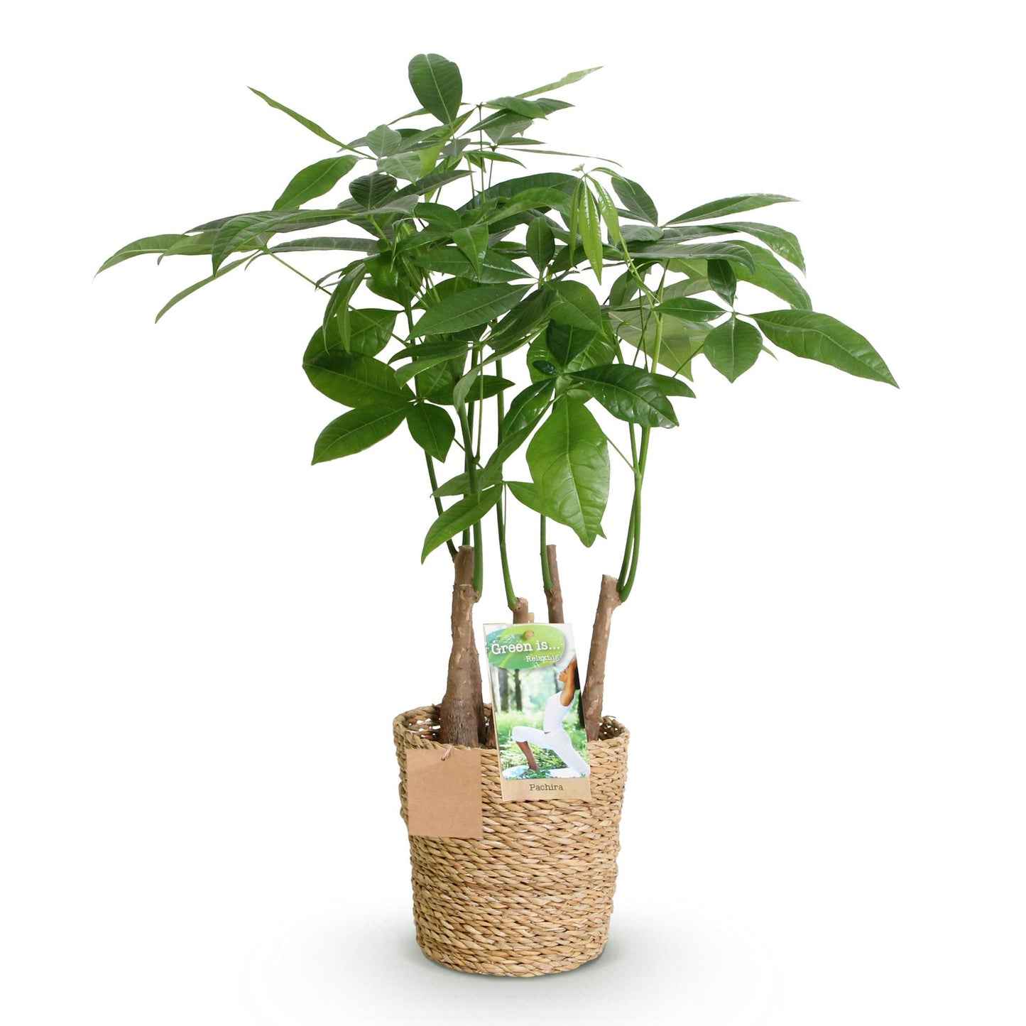 Pachira Aquatica multi stam + mand ↕50-55cm - Ø17cm