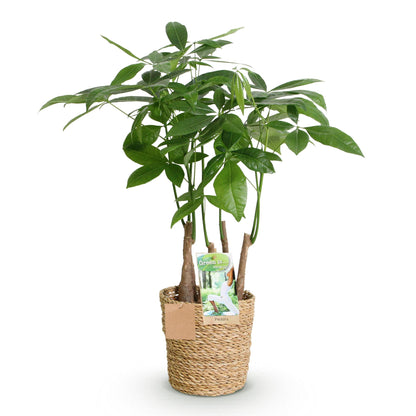 Pachira Aquatica multi stam + mand ↕50-55cm - Ø17cm