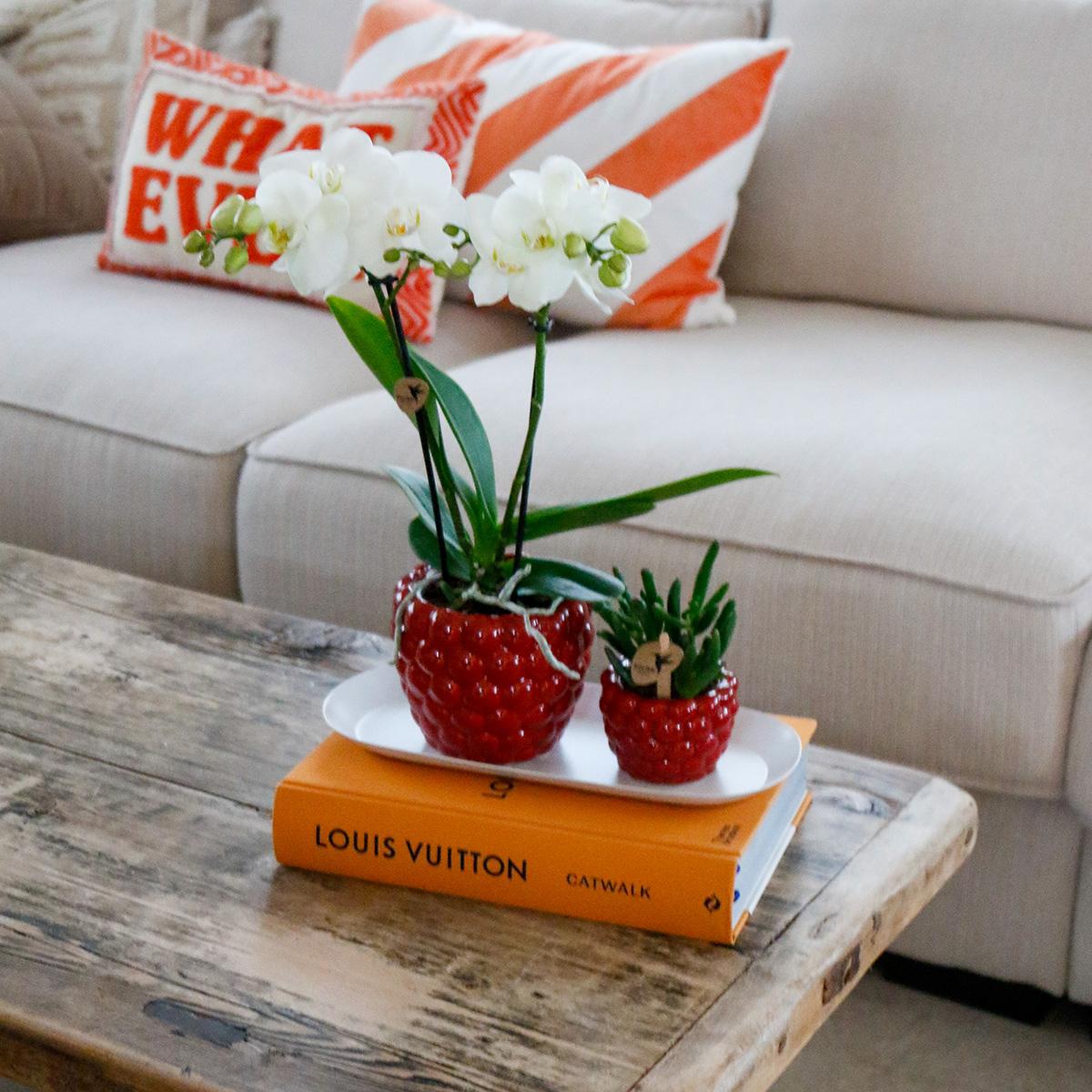 Set witte orchidee + Optimism sierpotten + wit dienblad