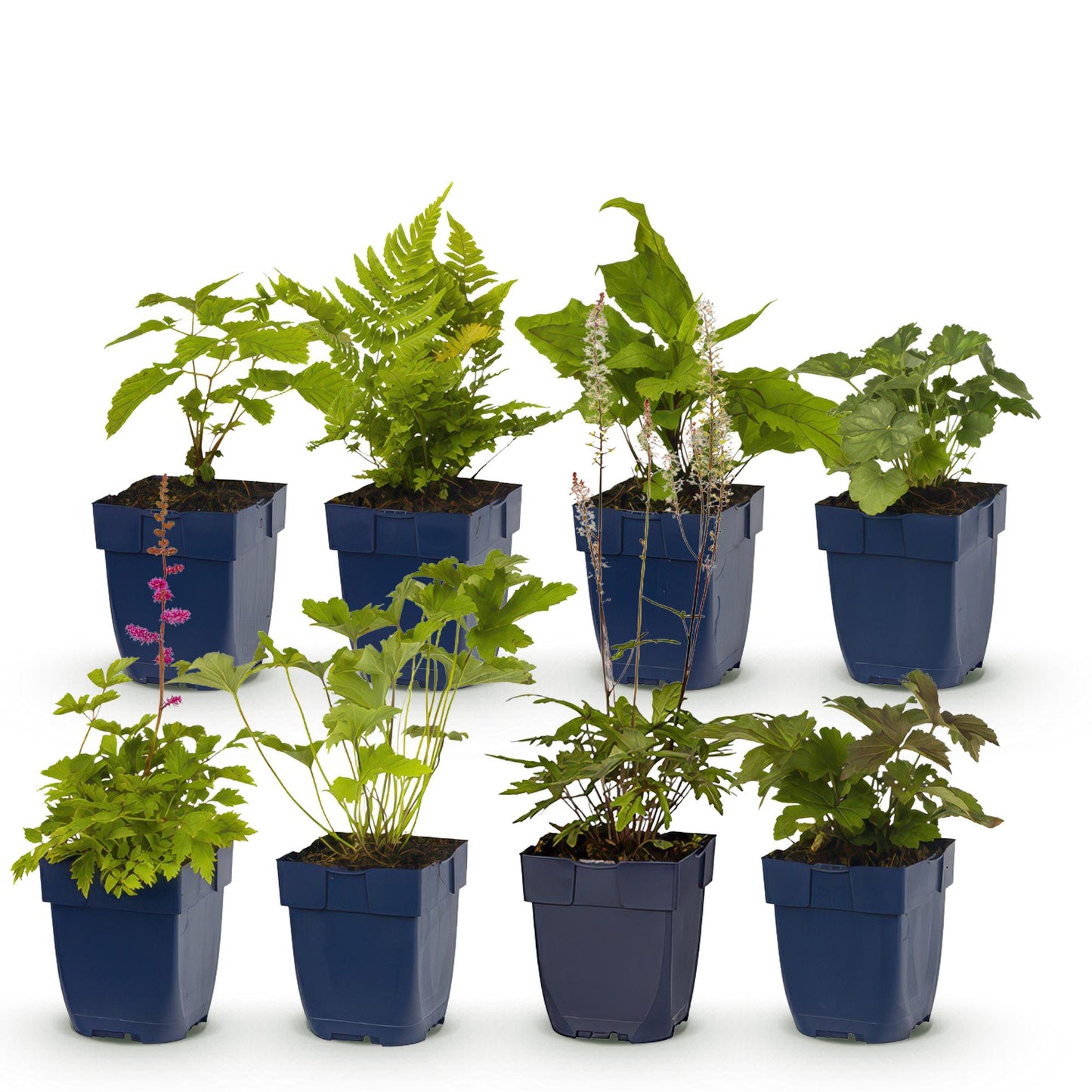 Borderpakket - Schaduw - 8 Vaste planten