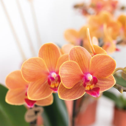 Oranje orchidee - Mineral Bolzano