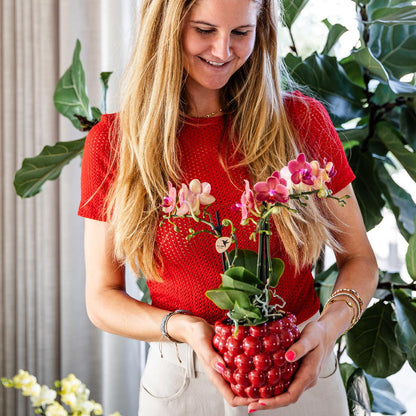 Rode orchidee – Congo + Berry sierpot