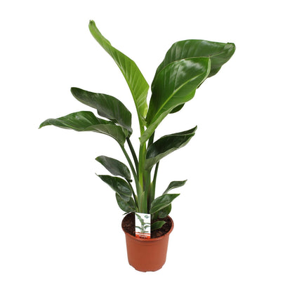 Strelitzia Nicolai ↕70cm - Ø17cm