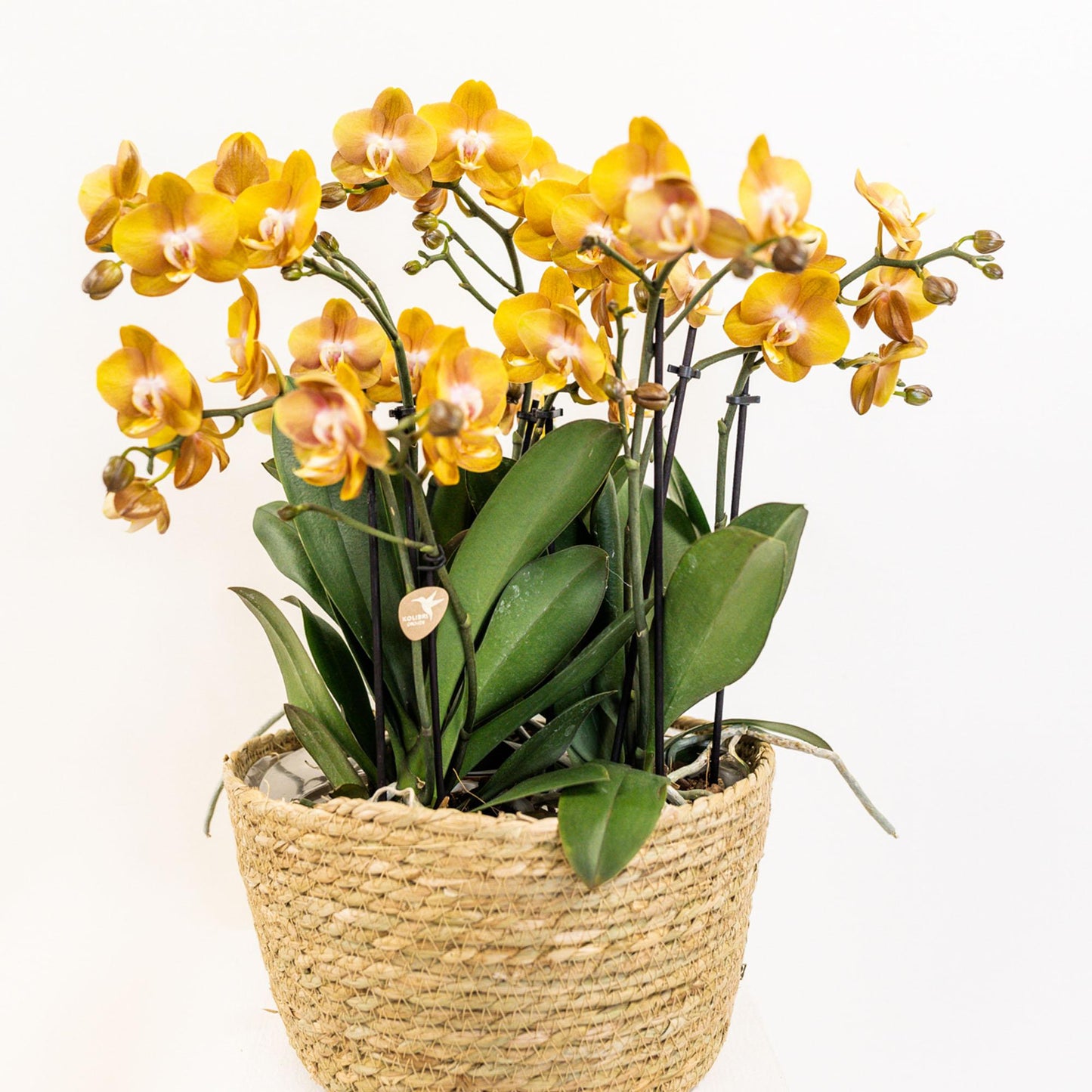 Oranje orchideeënset in Reed Basket incl. waterreservoir