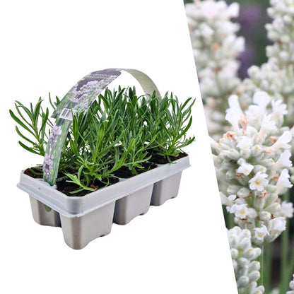 1 x 6 pack Lavendel angustifolia wit