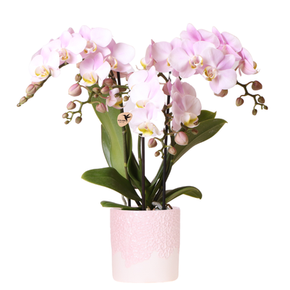 Roze orchidee Portugal + Bloom sierpot