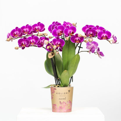 Paarse phalaenopsis orchidee - Morelia