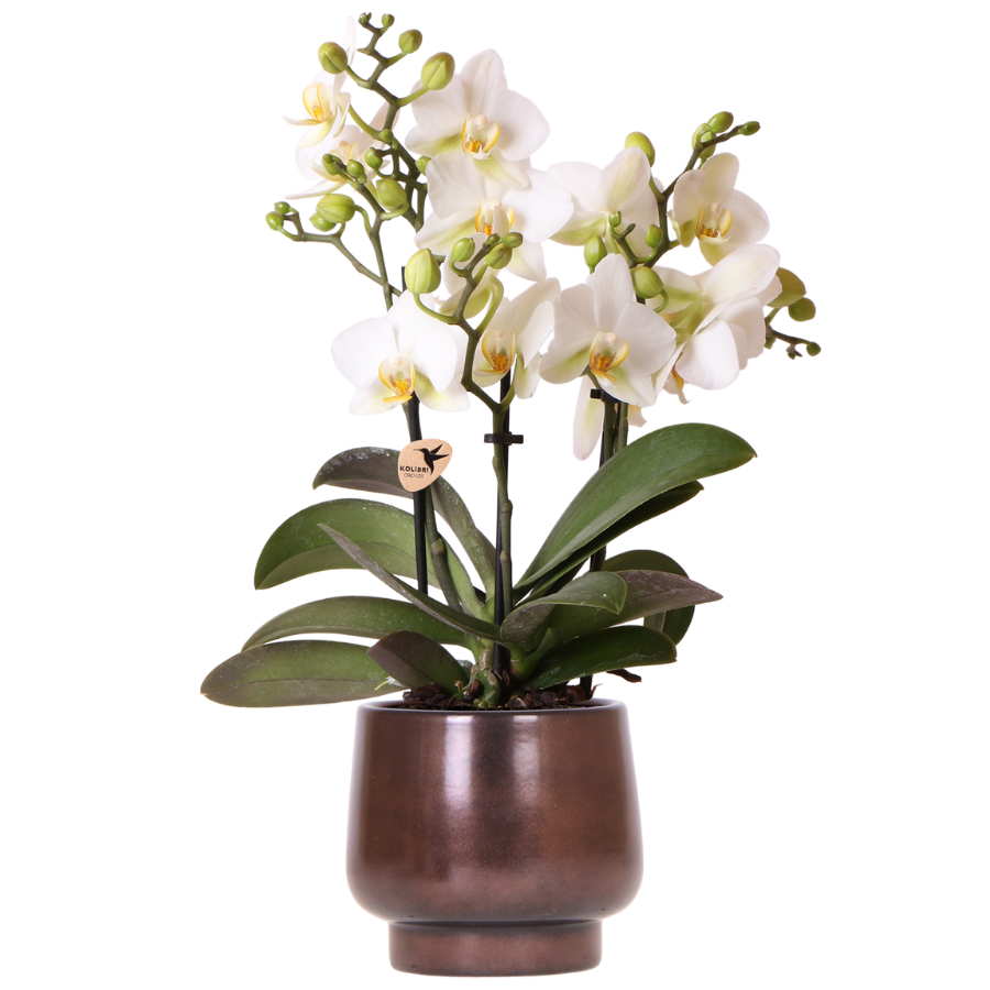 Witte Lausanne orchidee + Scandic Copper pot