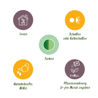 Diefenbachia Tropic Snow + Pot Grijs