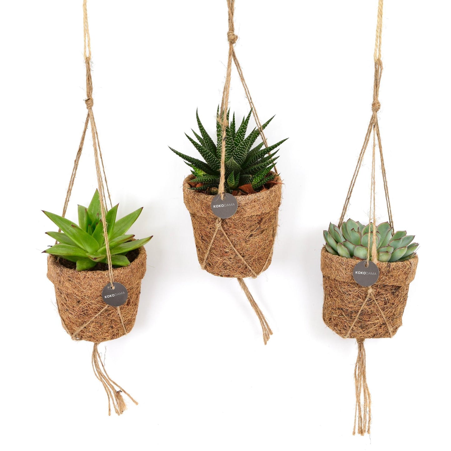 Kokopot String Succulent Mix - 3 stuks