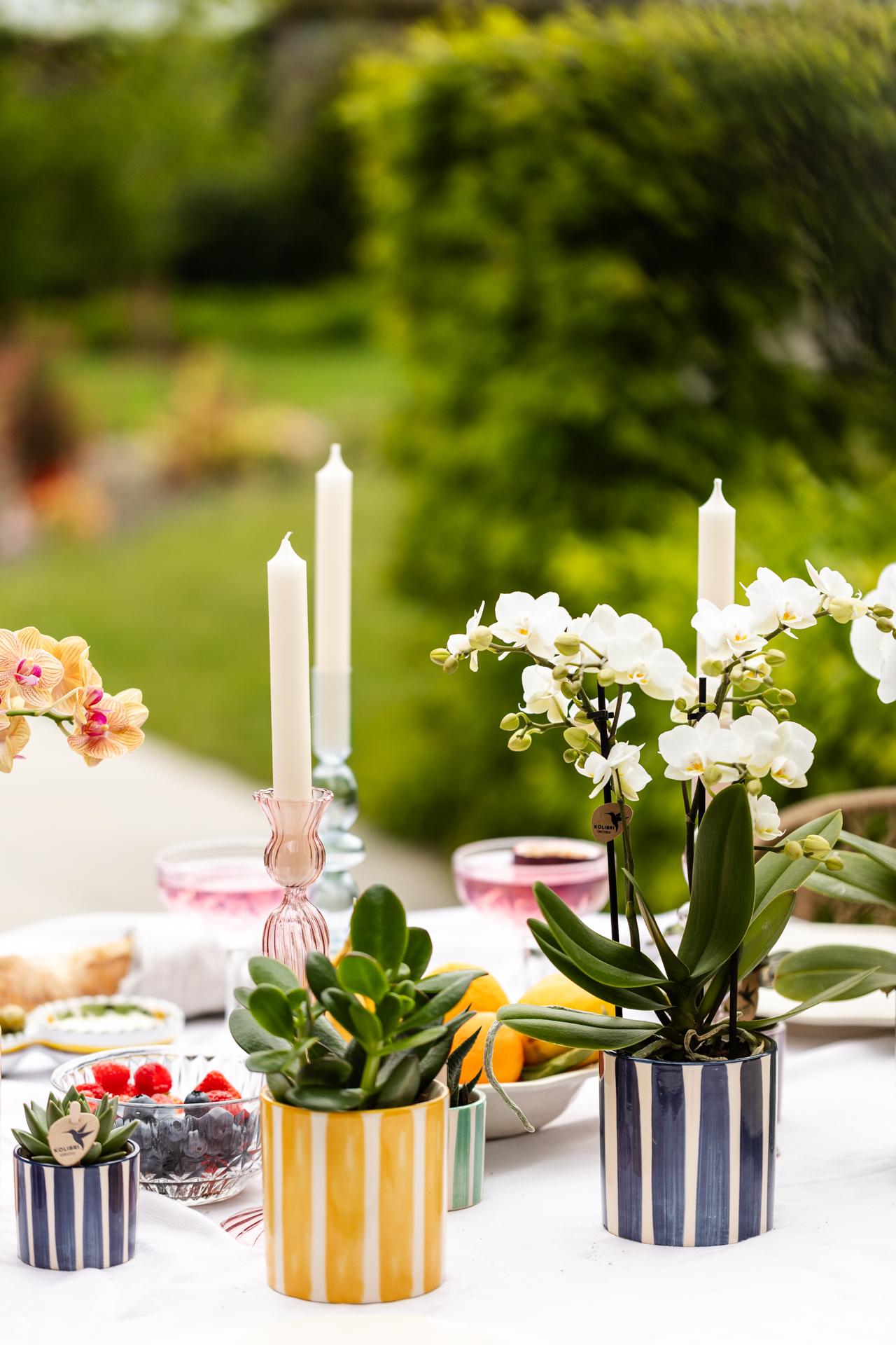 Mix van groene planten + Painted Stripe sierpotten