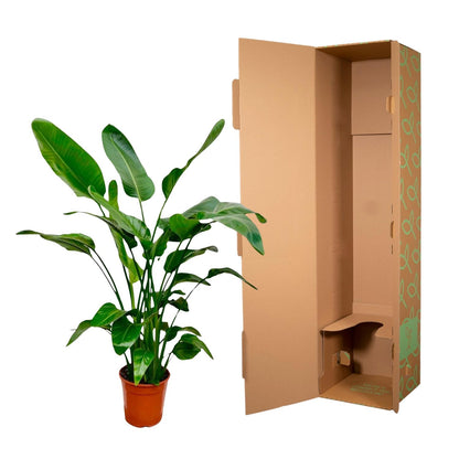 Strelitzia Nicolai - 150cm - Ø24