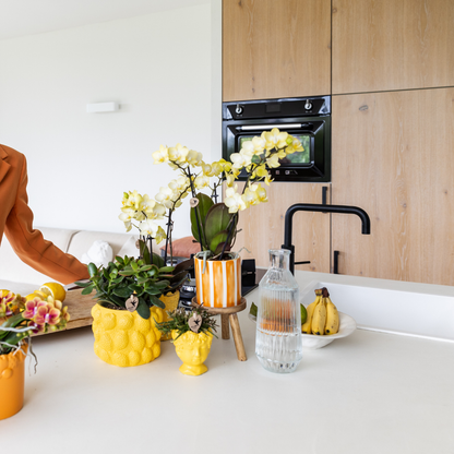 Gele Phalaenopsis orchidee - Mexico